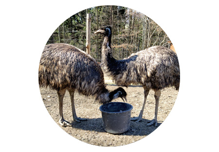 Emu hnědý